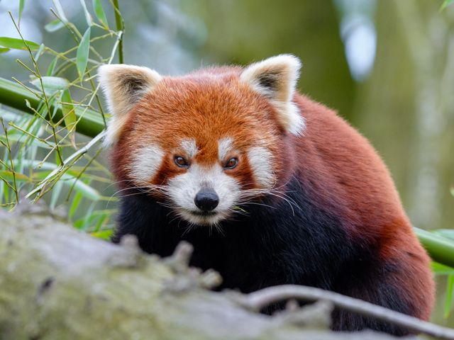 Red panda by Mathias Appel